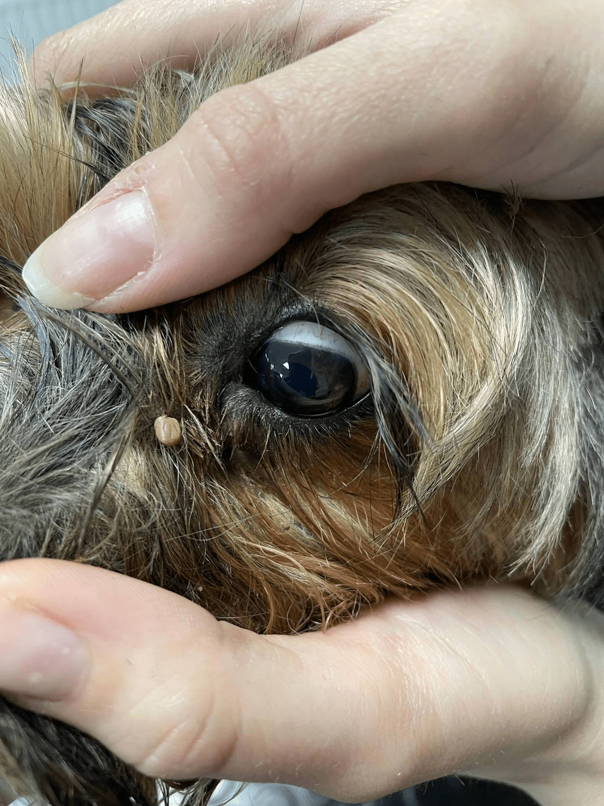 Kliešte a parazity Veterinar Košice VETERAS